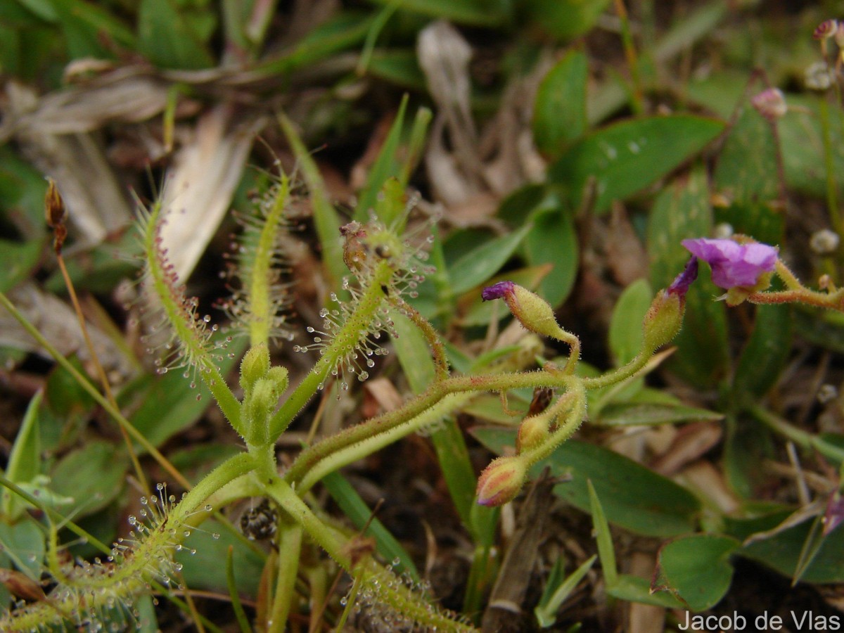 Drosera indica L.